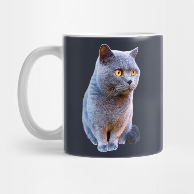 British Shorthair Cat Blue with Orange eyes by Elarex